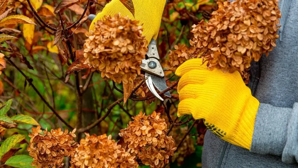 3 vanliga snöblomsfel som förstör sommarens blomning