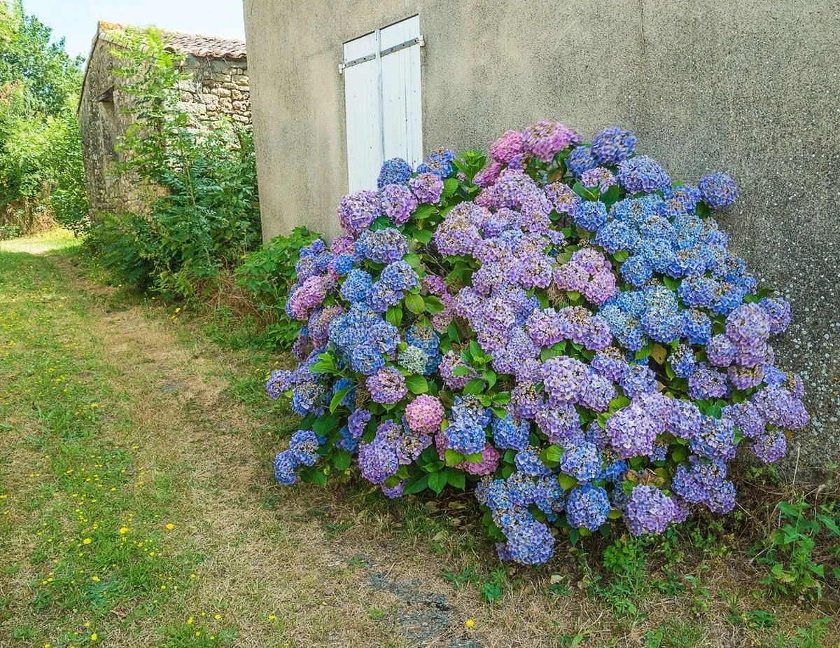 3 vanliga snöblomsfel som förstör sommarens blomning - image 1