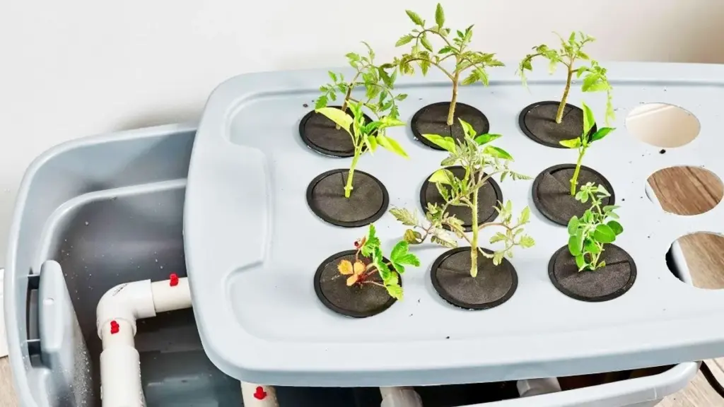 9 smarta idéer för jordlösa miniträdgårdar med hydroton – perfekt för trånga utrymmen