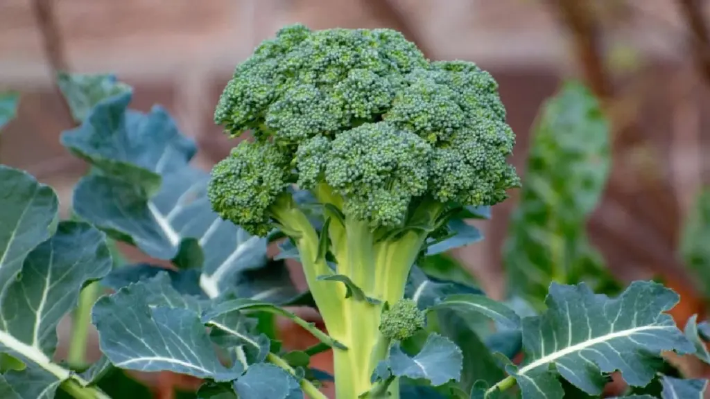 Broccoli: Den ultimata guiden till maximalt näringsinnehåll – så här tillagar du den rätt