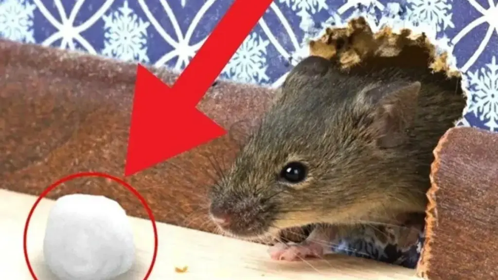 Den enda doften som tvingar dem att fly: hur du enkelt blir av med möss i hemmet