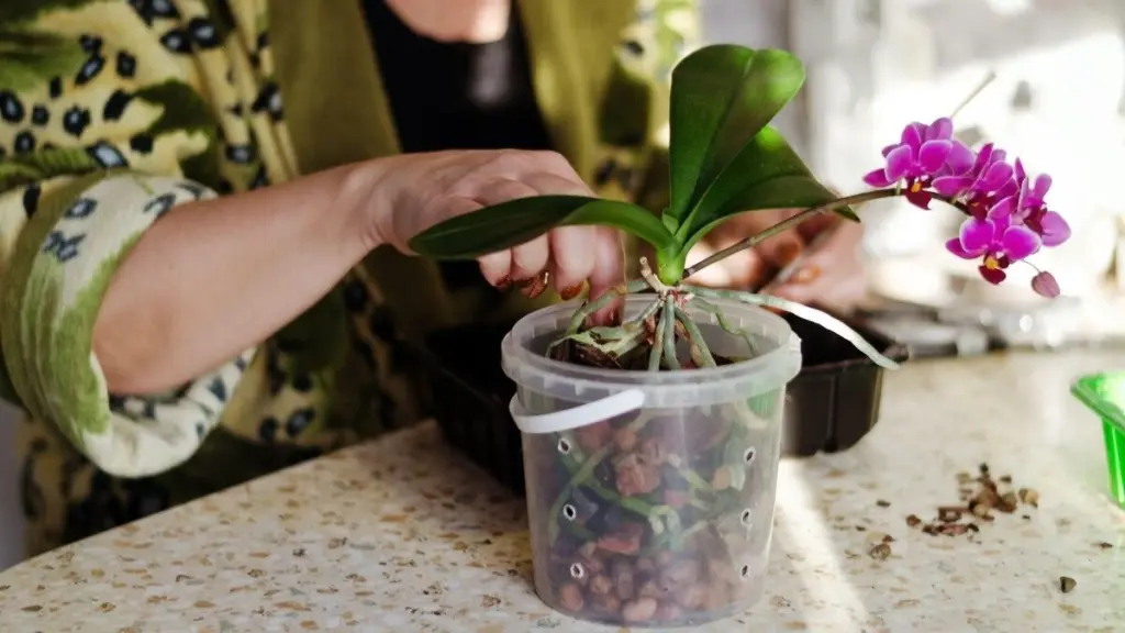 Få din orkidé att blomma igen – med en vanlig potatis