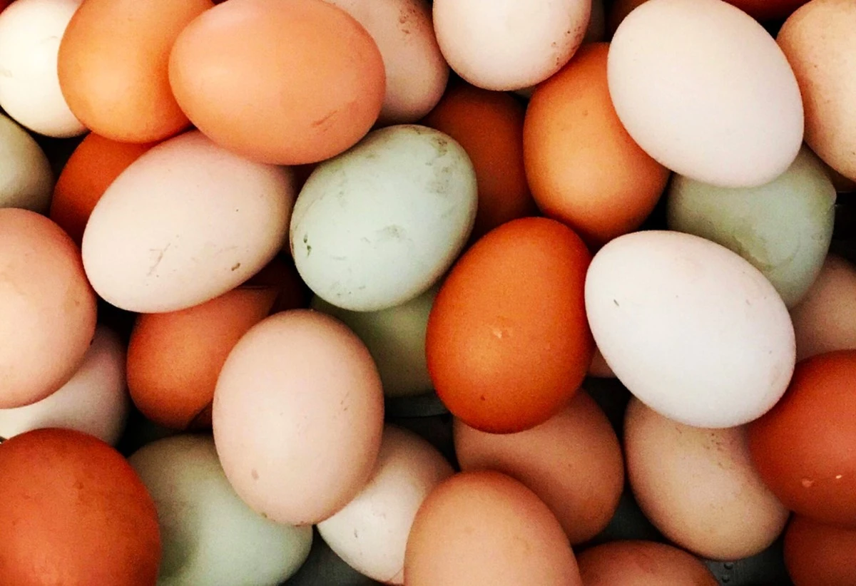 Farmägg vs. butiksägg: Forskning visar om det är värt att betala extra - image 1