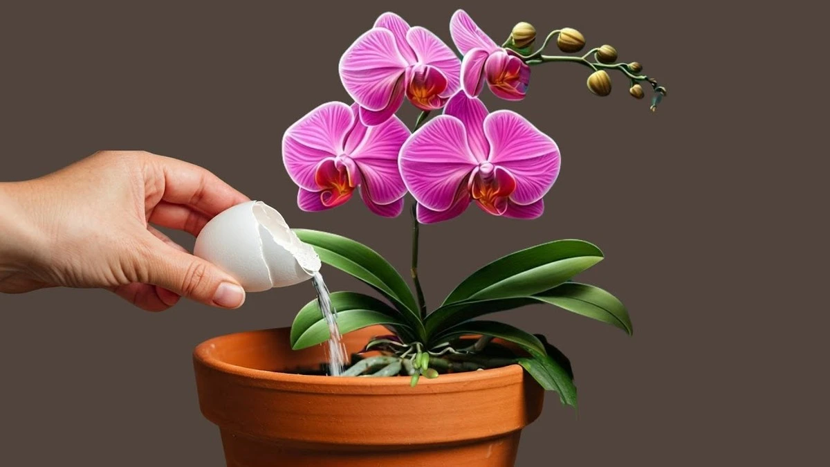 Halv tesked vitlök får din orkidé att blomma – enkelt husknep - image 1