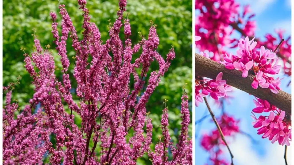 Judasblomman: Mer än bara syren – blommar till hösten