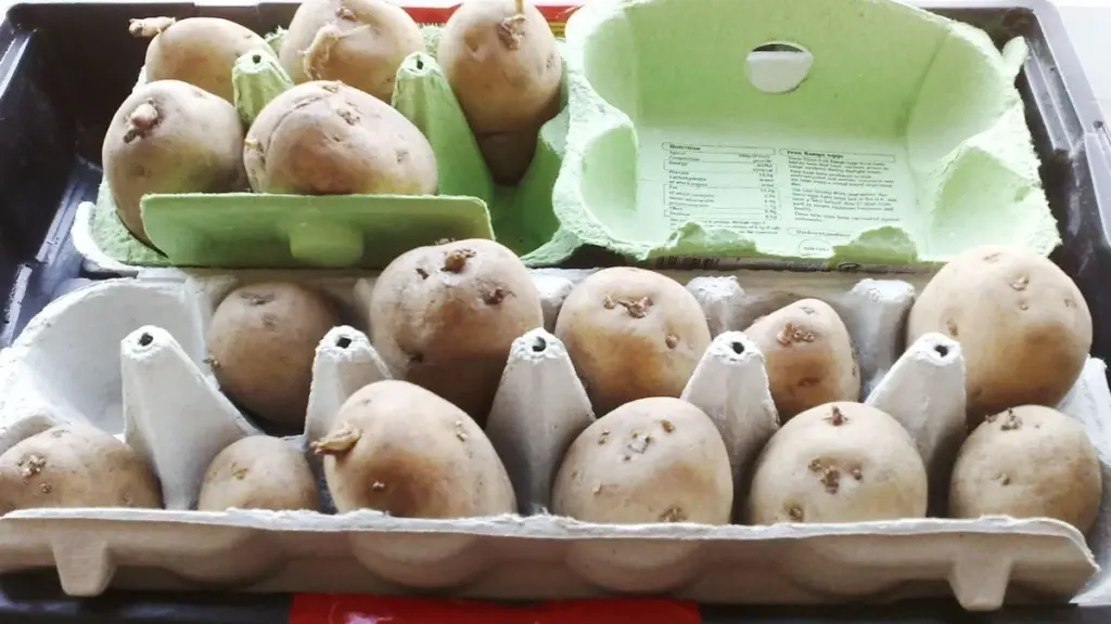 Od zimy do leta: 5 rastlín, ktoré ľahko naklíčite vo vašej kuchyni
