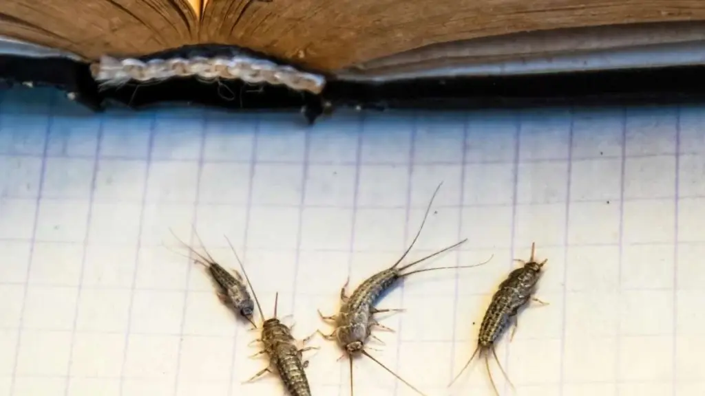 Så här bli du kvitt silverfiskar i hemmet –experttipsen som fungerar