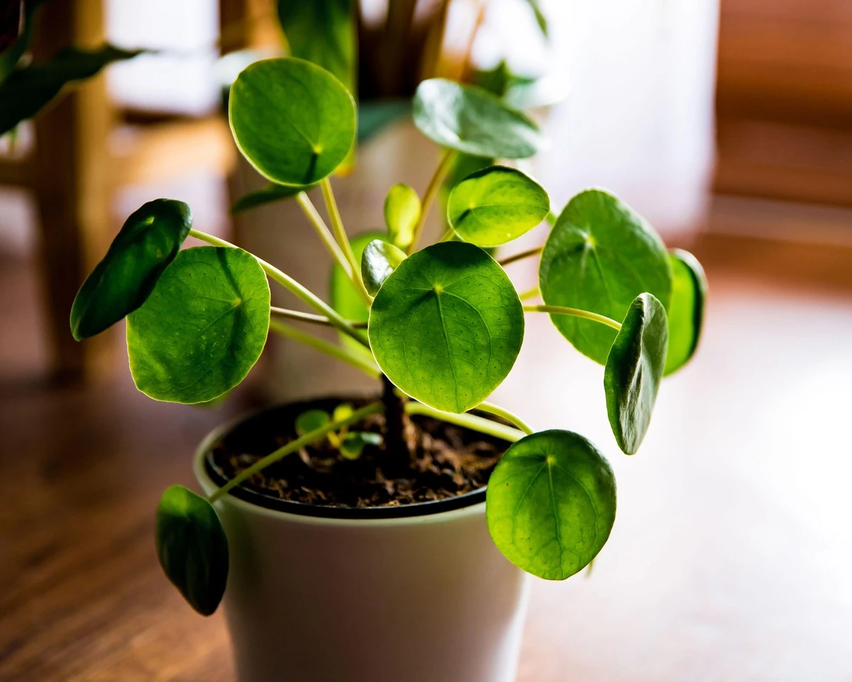 Så här får du din penningplanta att frodas: Experttipsen som ger tätare bladverk - image 1