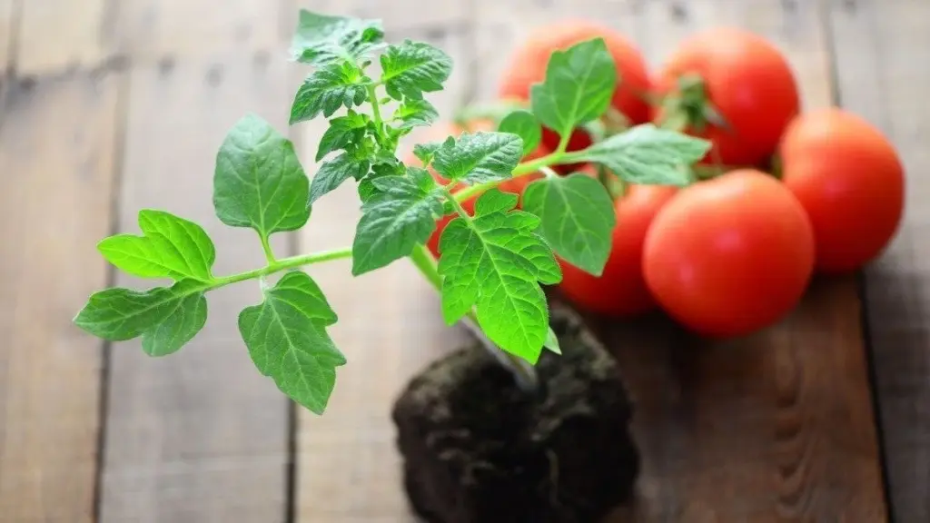 Sätt tomatfrön – här är det hemliga receptet för en kraftfull skörd