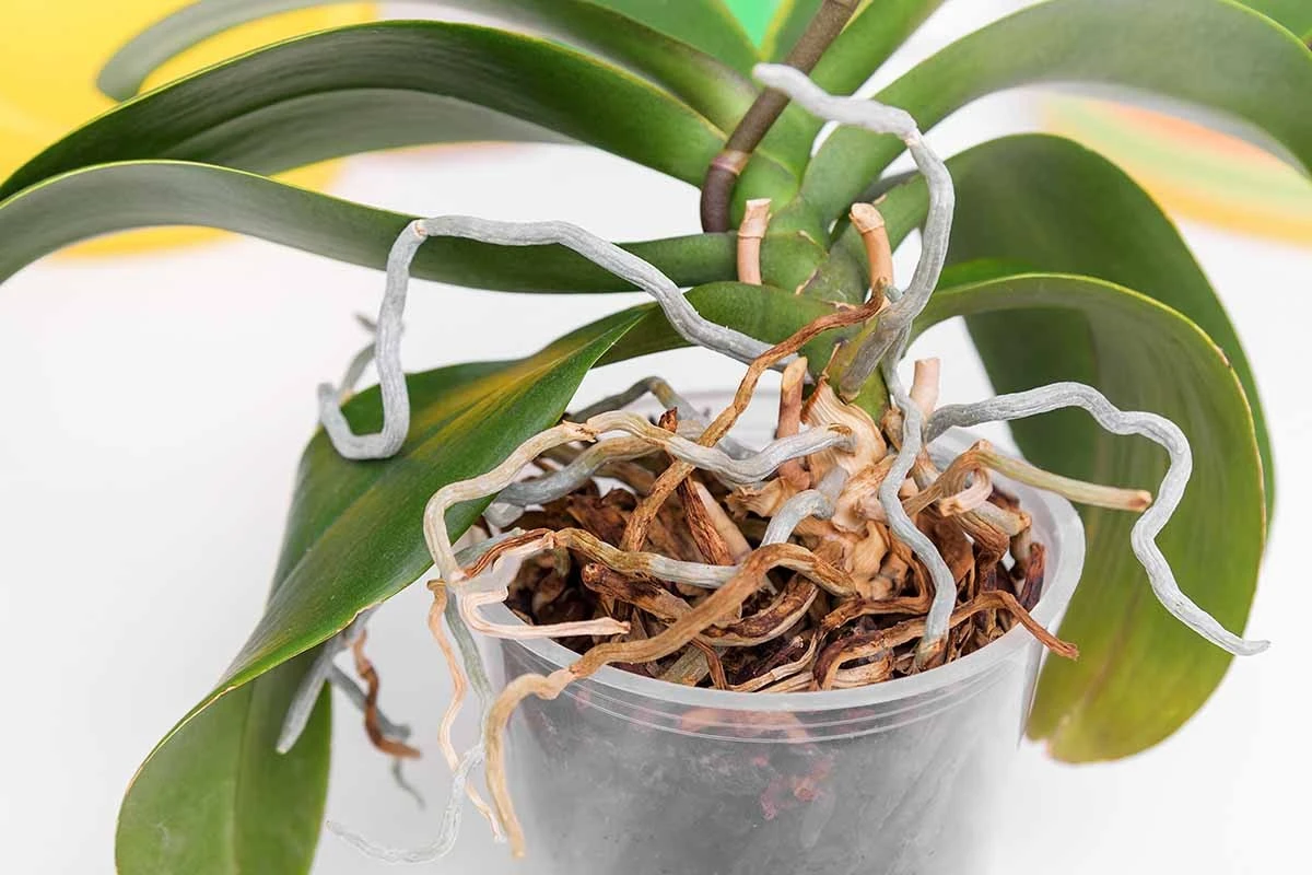 Syna ut ur krukan: klippa eller plantera om? Expertens klara svar - image 1