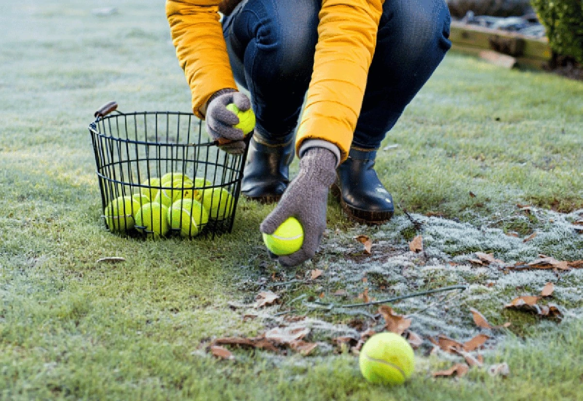 Tennisbollar i trädgården: Så räddar de fåglar och igelkottar i vinter - image 1
